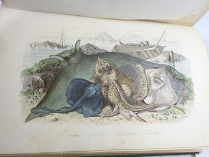 COMTE Achille. Musée d'histoire naturelle...