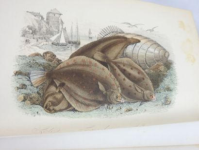COMTE Achille. Musée d'histoire naturelle...