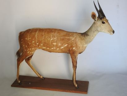 GUIB HARNACHE (Tragelaphus scriptus) (CH)....