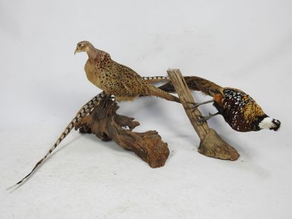POULE FAISANNE et FAISAN VENERE naturalisés....