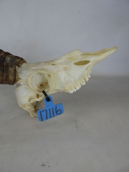 Massacre d'Impala. H : 66cm