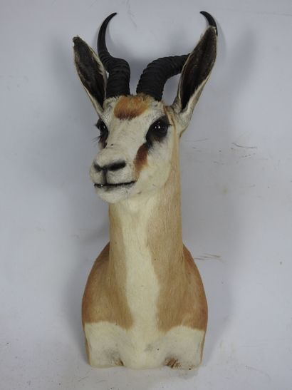 SPRINGBOK en cape. H : 60cm - Long : 42cm....