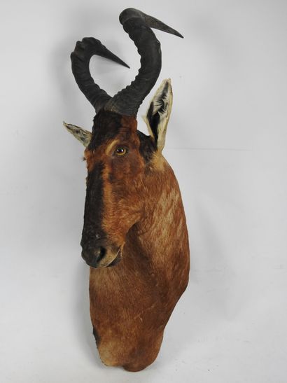 BUBALE ROUX ou BUBALE du cape (Alcelaphus...