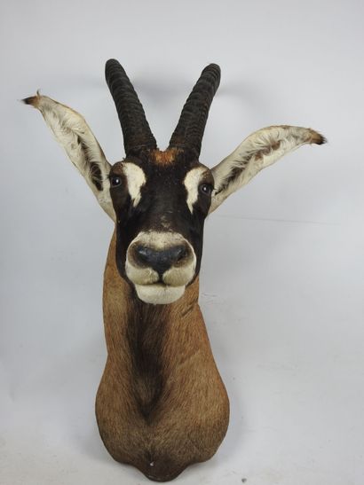 HIPPOTRAGUE CHEVAL (hippotragus equinus)...