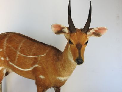 GUIB HARNACHE (Tragelaphus scriptus) (CH)....