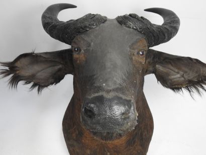 BUFFLE DU CAPE cape buffalo (Syncerus Caffer...