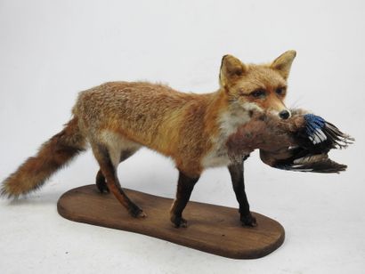 RENARD naturalisé en entier avec sa proie....