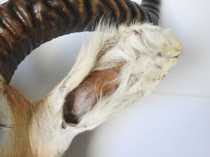 COBE DE BUFFON en cape. H : 95cm - Long :...