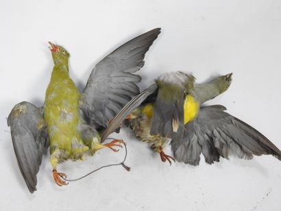 Deux pigeons à épaulette violette. Usures....