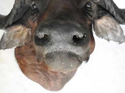 BUFFLE CAFER (Syncerus caff er) (CH) en cape....