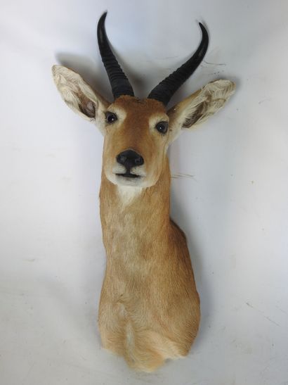 COBE DES ROSEAUX en cape. H : 70cm - Long...