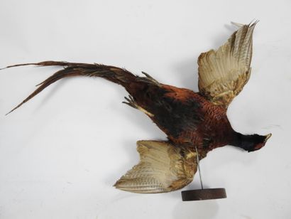 FAISAN sur socle en bois. Long : 70cm. Usures....