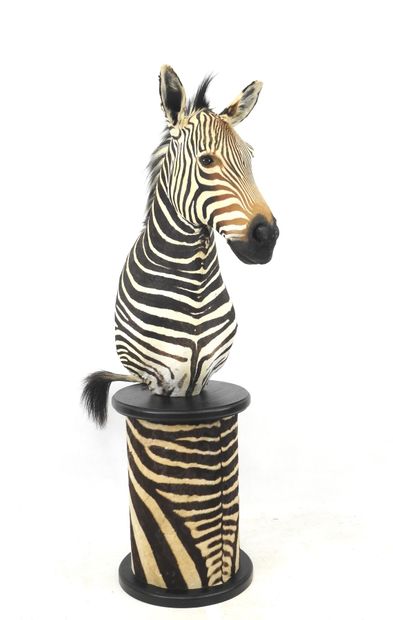 Zèbre de Hartmann (Equus zebra hartmannae)...