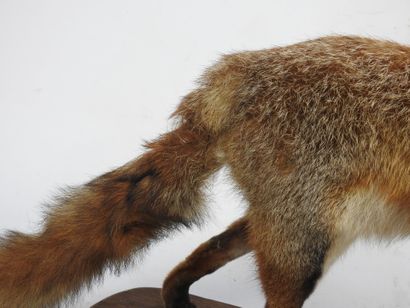 RENARD naturalisé en entier avec sa proie....