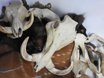 LOT comprenant des peaux, massacres, cornes,...