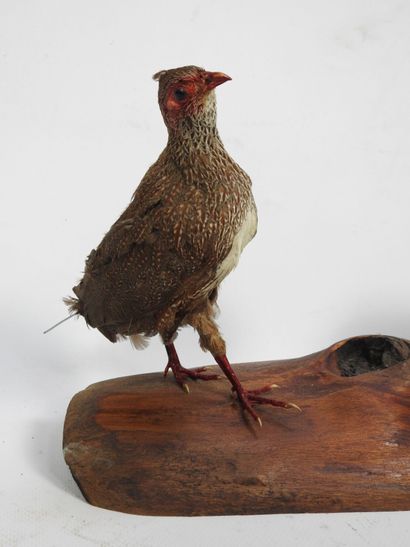 DEUX POULES de roche naturalisées sur un...