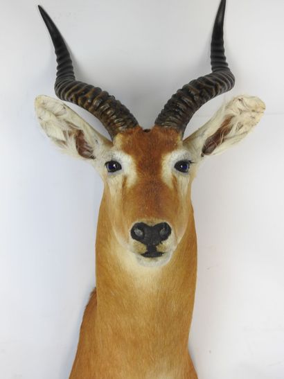COBE DE BUFFON en cape. H : 95cm - Long :...