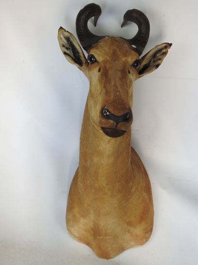 ANTILOPE BUBALE en cape. H : 100cm - Long...