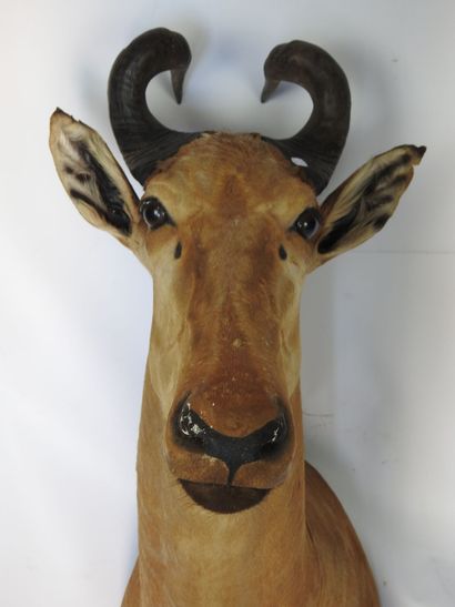 ANTILOPE BUBALE en cape. H : 100cm - Long...