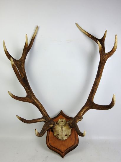 Massacre de cerf sur écusson bois. Haut :...
