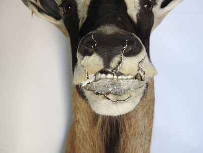 HIPPOTRAGUE en cape. H : 110cm - Long : 60cm....