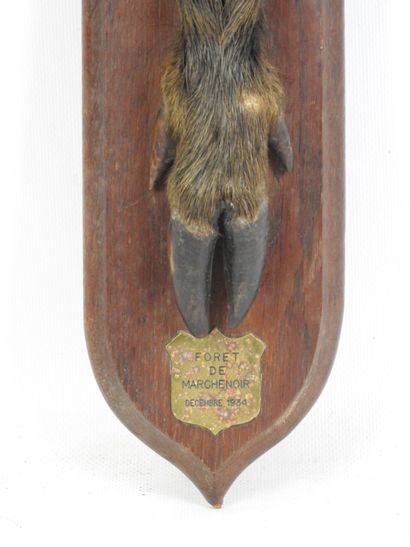 Pied d'honneur de sanglier, forêt de Marchenoir,...
