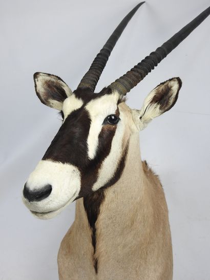 ORYX en cape. H : 140cm - Long : 45cm. Vendu...