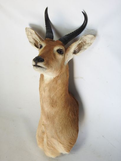COBE DES ROSEAUX en cape. H : 70cm - Long...