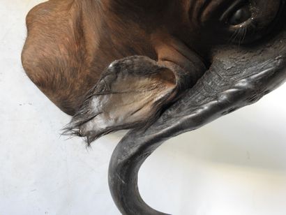BUFFLE CAFER (Syncerus caff er) (CH) en cape....