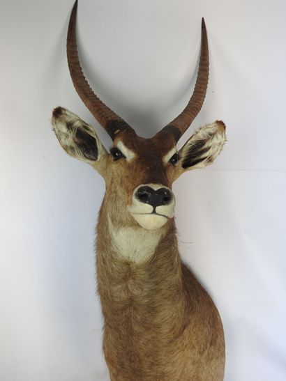COBE (Waterbuck?) en cape. H : 135cm - Long...