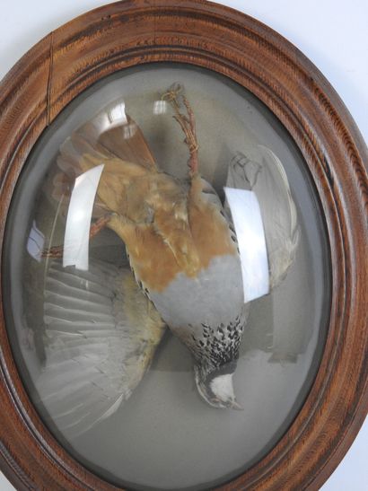 TROPHEE de perdrix naturalisée présentée...
