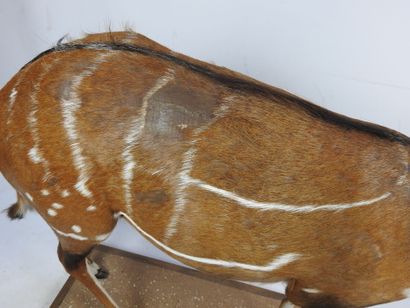 GUIB HARNACHE (tragelaphus sciptus) en entier...