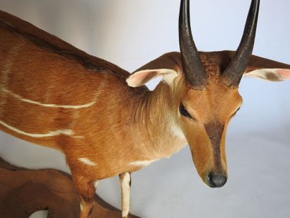 GUIB HARNACHE (Tragelaphus scriptus) (CH)....