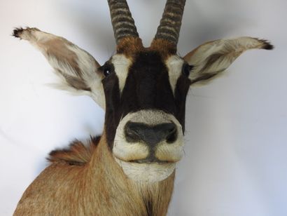 HIPPOTRAGUE ROUAN en cape. H : 110cm - Long...