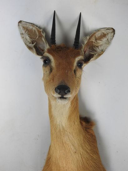 DIK DIK de Kirk (Rhynchotragus Kirki) (CH)...