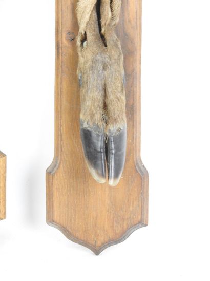 DEUX PIEDS D'HONNEUR de cerf, l'un marqué...