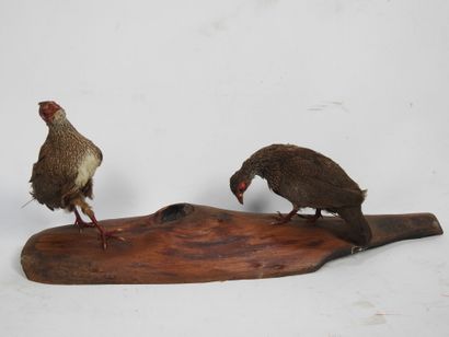 DEUX POULES de roche naturalisées sur un...