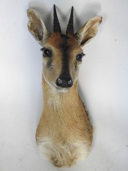 CEPHALOPHE de grim en cape. H : 41cm. Vendu...