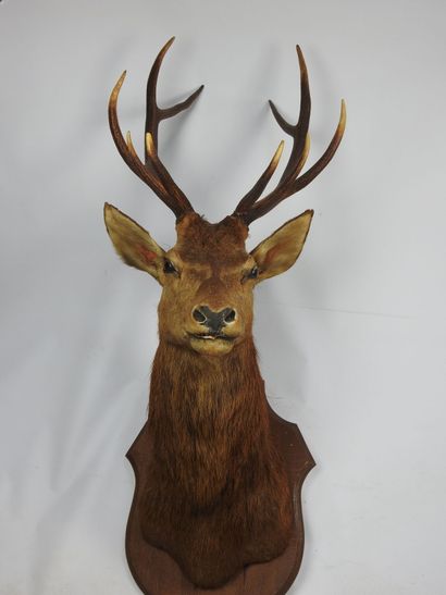 CERF en cape sur écusson marqué Cercoeur...