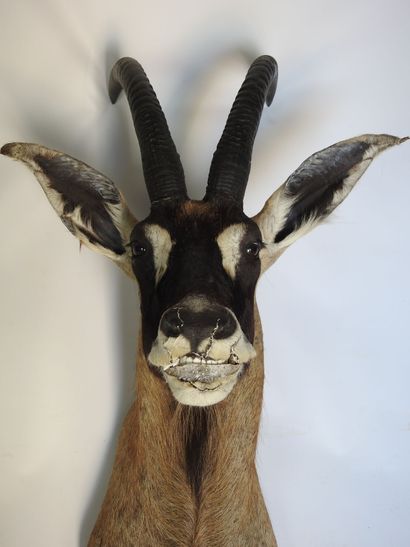 HIPPOTRAGUE en cape. H : 110cm - Long : 60cm....