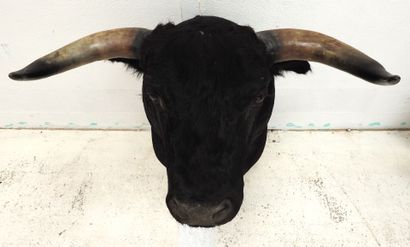 Taureau noir. En cape. H : 80cm. Vendu sur...