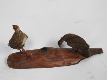 DEUX POULES de roche naturalisées sur un...