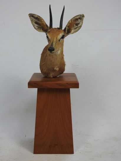 DIK DIK en cape sur présentoir en bois. H...
