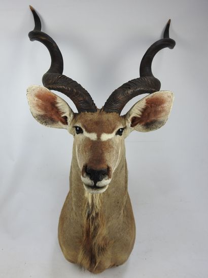 GRAND KOUDOU en cape. Haut : 160cm - Long...