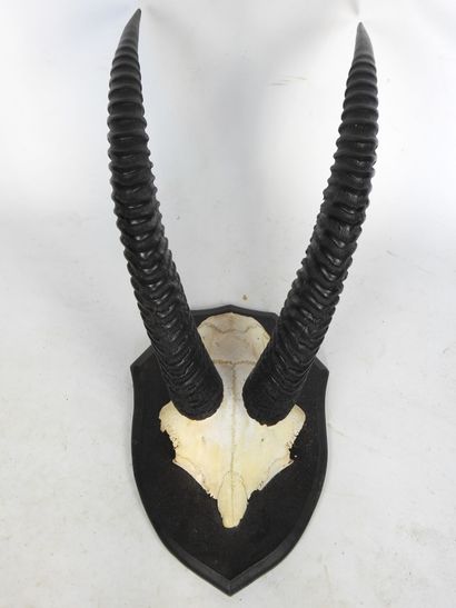 MASSACRE D'ANTILOPE CHEVAL (Hippotrague)...