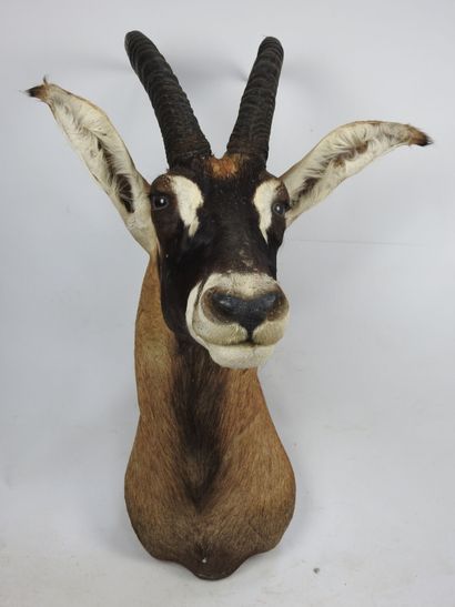 HIPPOTRAGUE CHEVAL (hippotragus equinus)...
