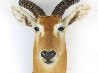 COBE DE BUFFON en cape. H : 95cm - Long :...