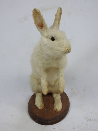 LAPIN blanc en entier. Haut : 36cm. 