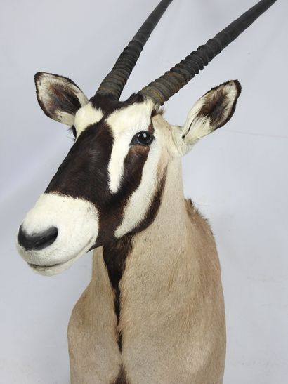 ORYX en cape. H : 140cm - Long : 45cm. Vendu...