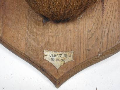 CERF en cape sur écusson marqué Cercoeur...